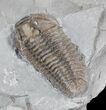 Large Flexicalymene Trilobite - Ohio #20988-2
